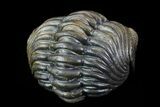 Long Enrolled Pedinopariops Trilobite - Incredible Preservation #76208-2